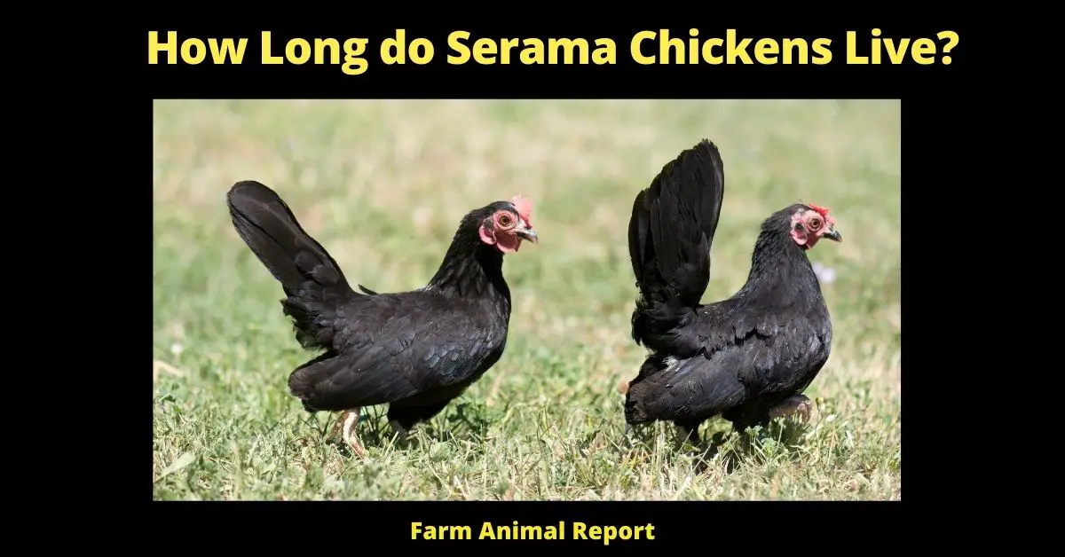 How Long do Serama Chickens Live?