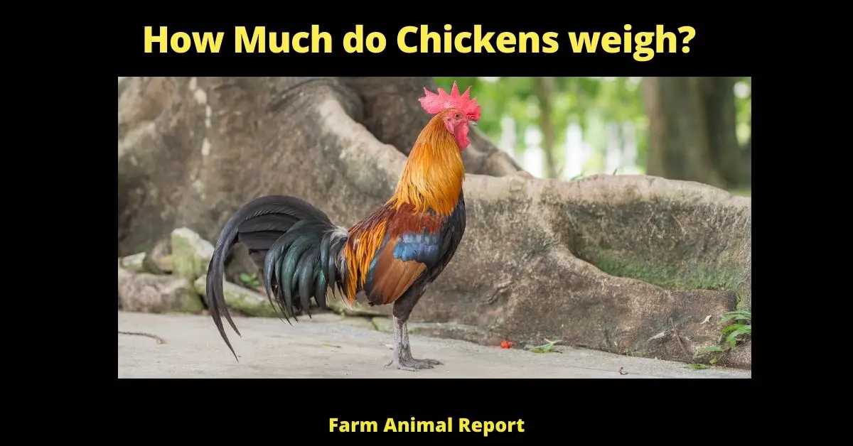 How Much do Chickens weigh? (15 Most Popular) 1