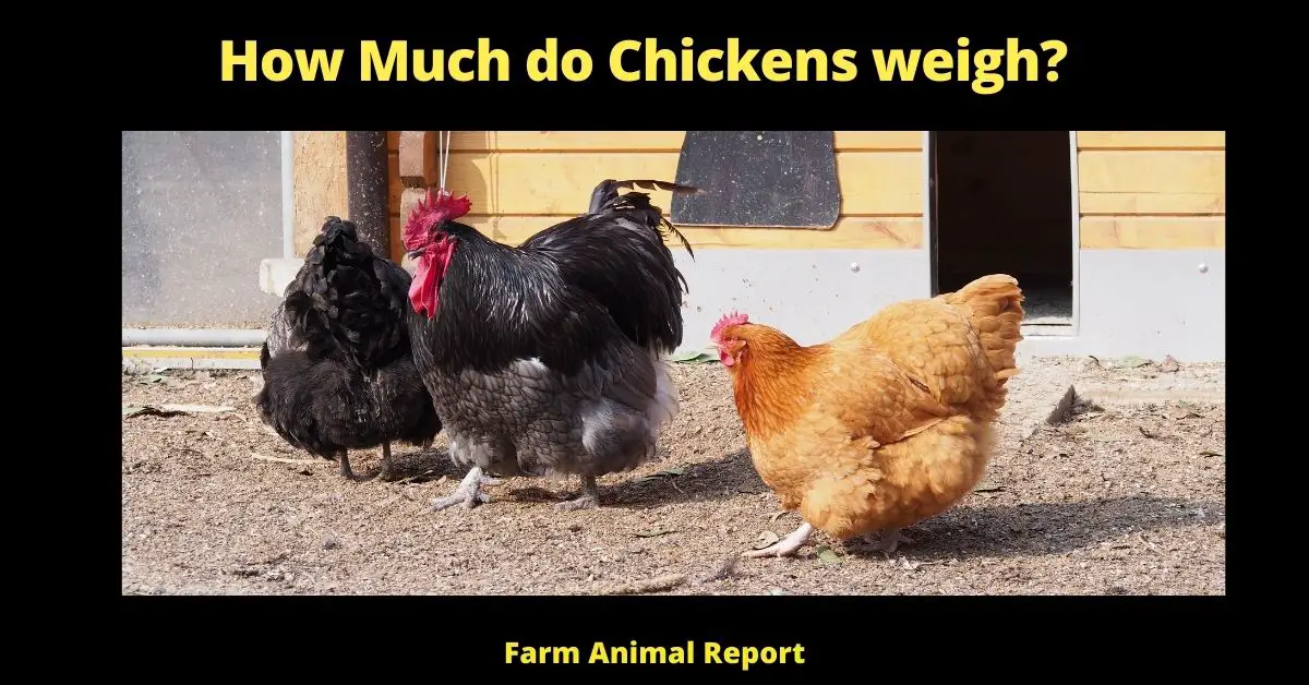 How Much do Chickens weigh?