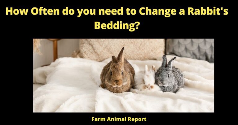 How Often Do You Need To Change A Rabbit's Bedding (2024)? (17 Types)