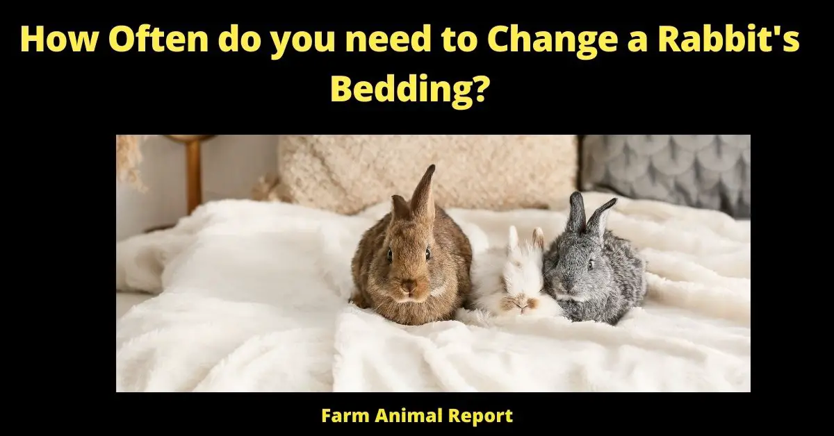 How Often do you need to Change a Rabbit's Bedding? (17 Types) 1