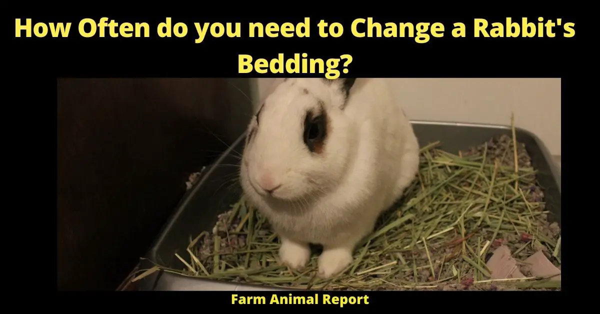 How Often do you need to Change a Rabbit's Bedding? (17 Types) 2