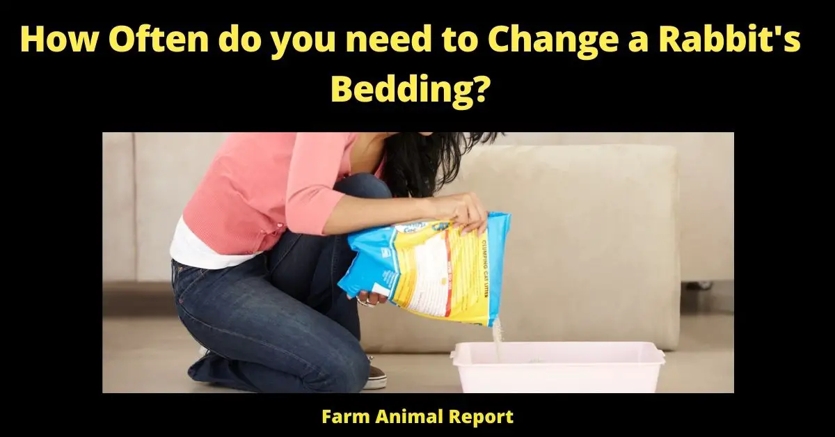 How Often do you need to Change a Rabbit's Bedding? (17 Types) 3