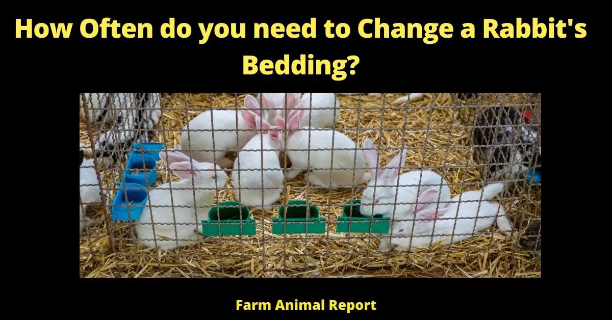 How Often do you need to Change a Rabbit's Bedding?