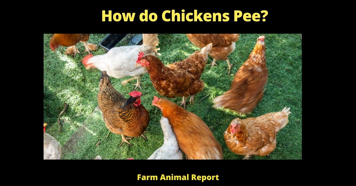 How do Chickens Pee| Chicken 2