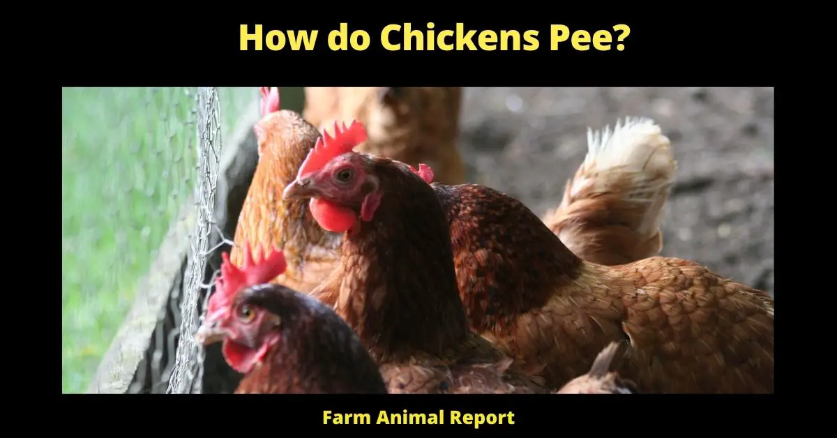 How do Chickens Pee?