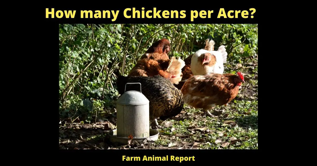 How many Chickens per Acre (2023)? (Homestead or Free Range) 1