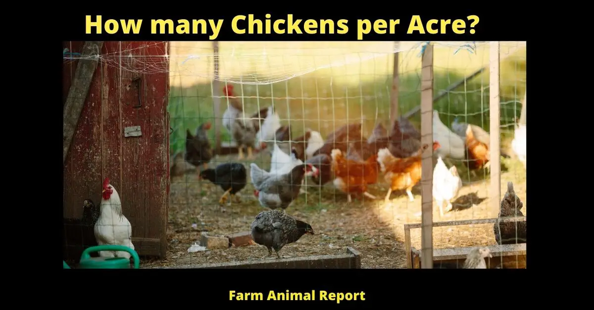 How many Chickens per Acre (2023)? (Homestead or Free Range) 4