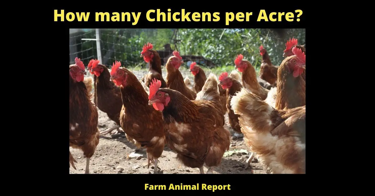 How many Chickens per Acre?