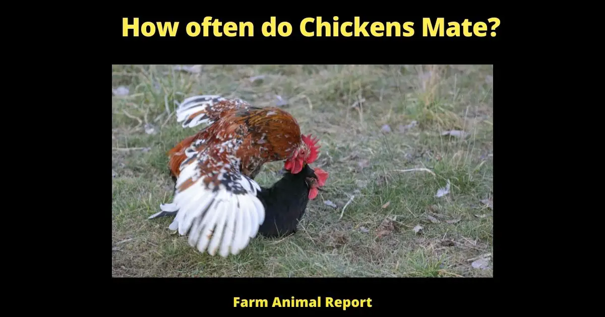 How often do Chickens Mate? 