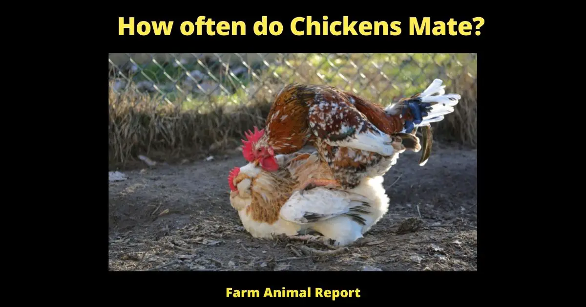 How often do Chickens Mate?  1