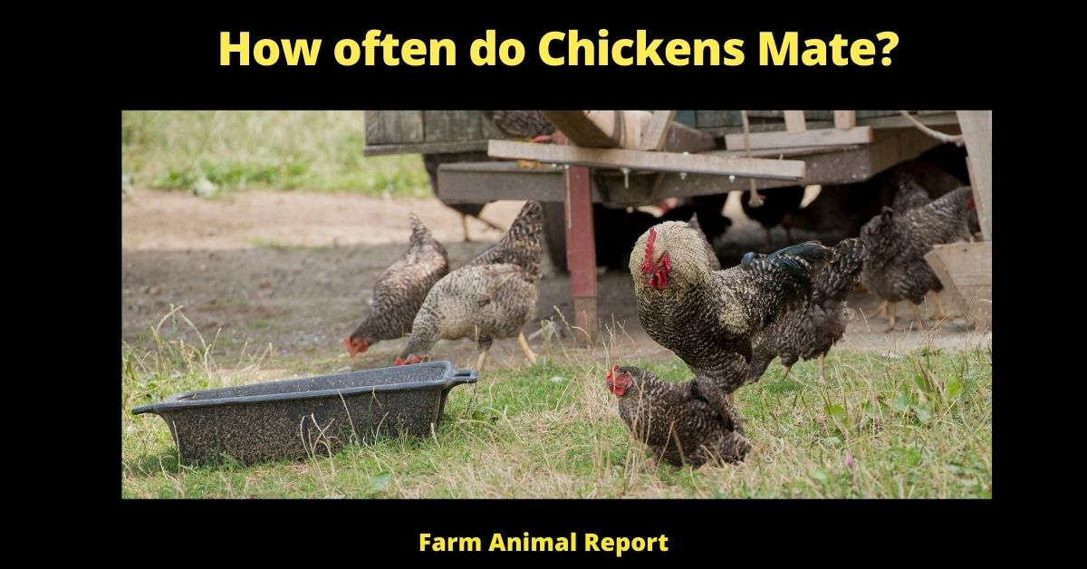 How often do Chickens Mate?  2