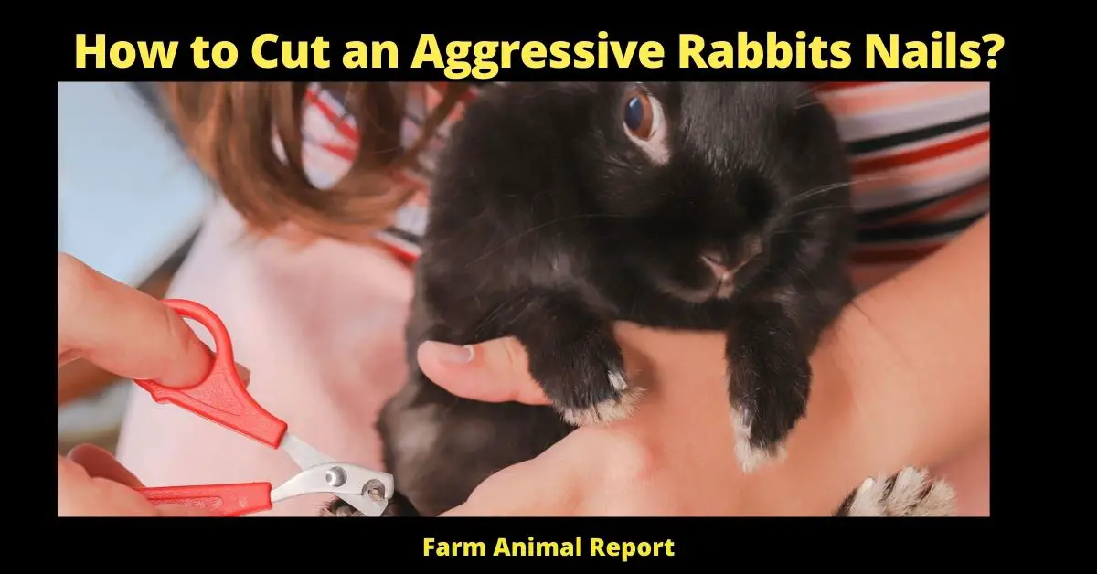 How to Cut an Aggressive Rabbits Nails? (Gentle Restraint) 1
