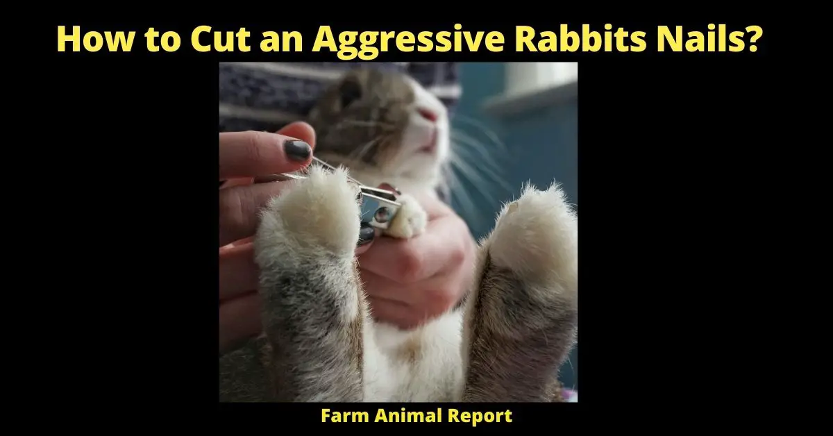 How to Cut an Aggressive Rabbits Nails? (Gentle Restraint) 3