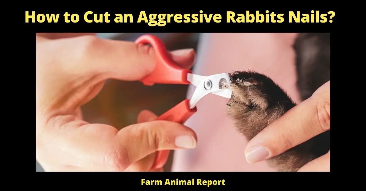 How to Cut an Aggressive Rabbits Nails?