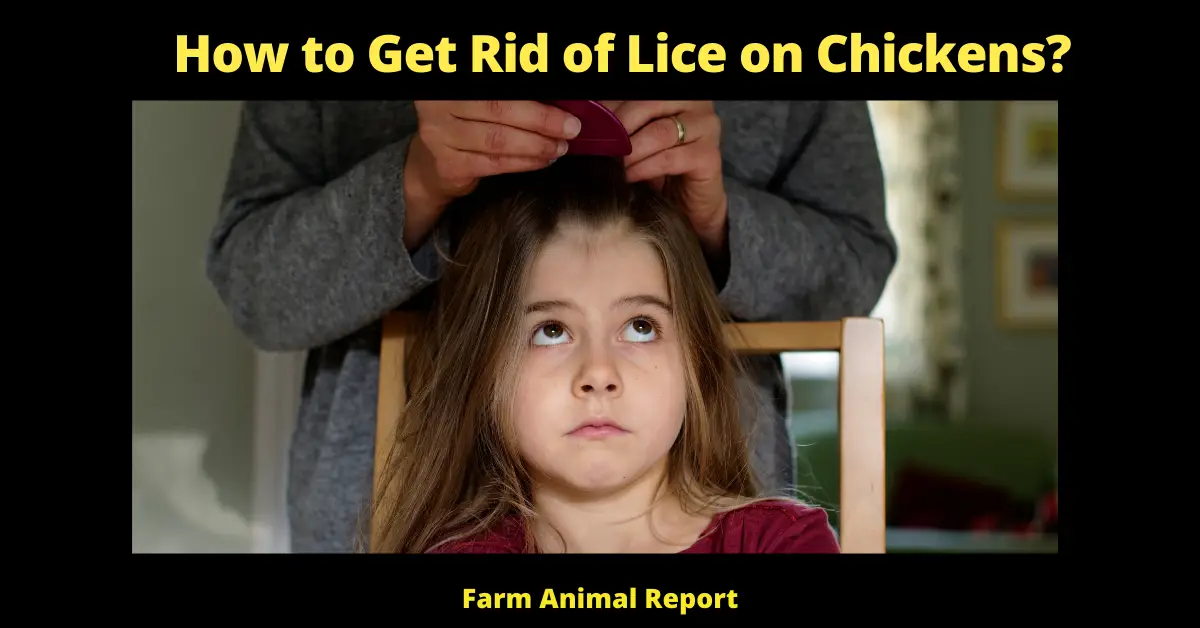 9 Simple Steps: How to Get Rid of Chicken Lice? (Natural & Commercial) 1