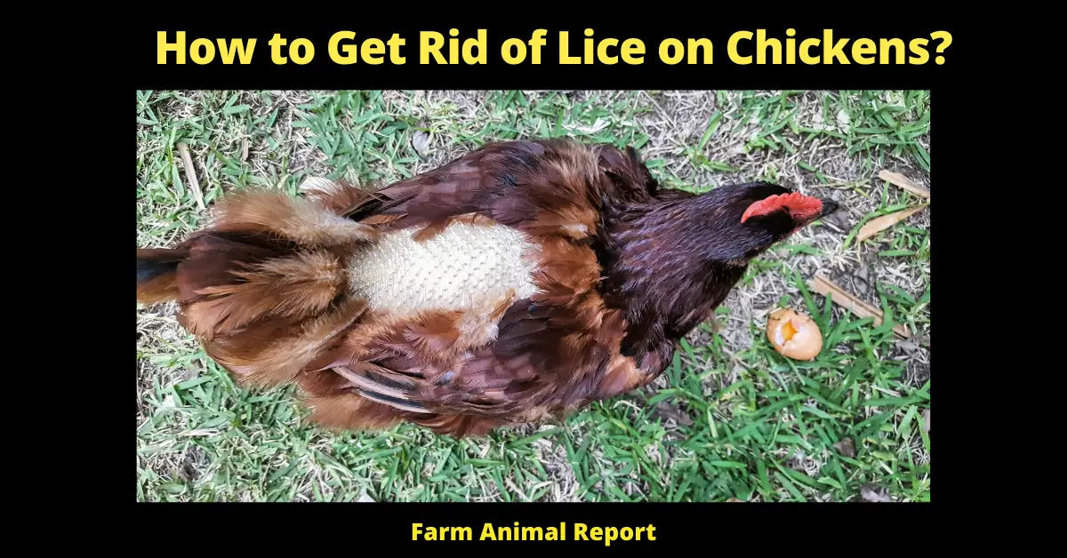 9 Simple Steps: How to Get Rid of Chicken Lice? (Natural & Commercial) 2