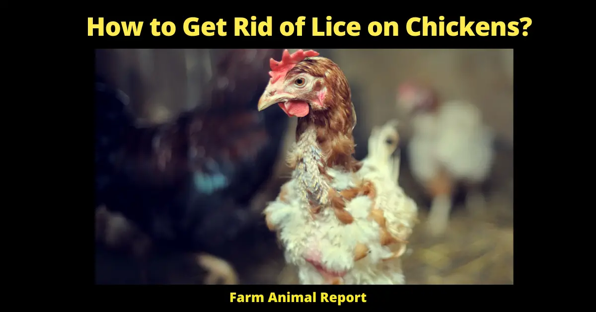 How to Get Rid of Lice on Chickens?