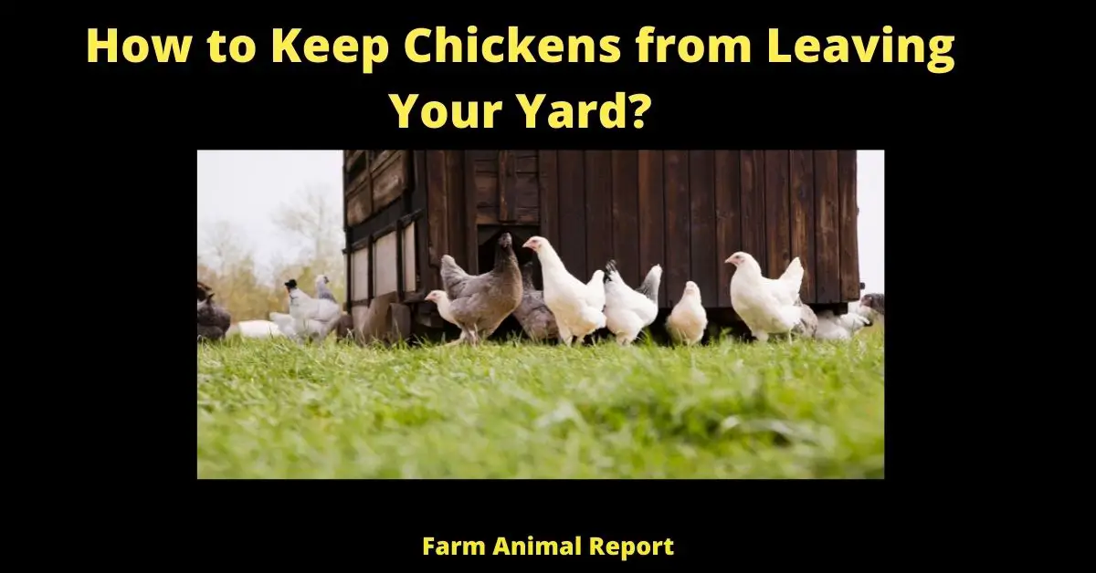 How to Keep Chickens from Leaving Your Yard?