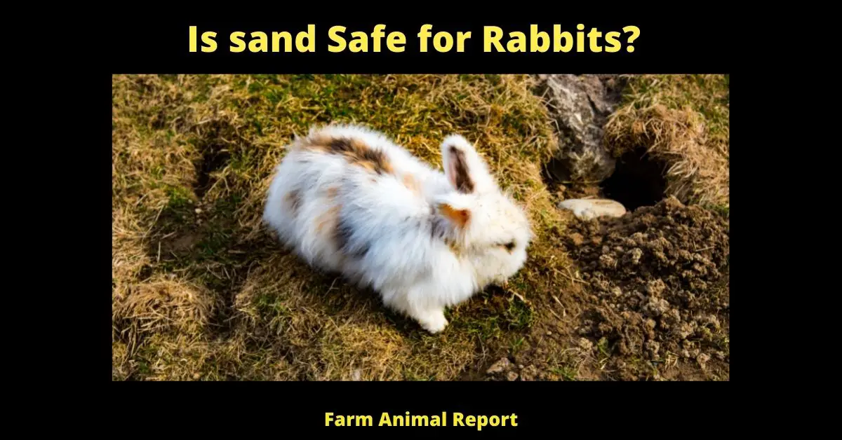 Is sand Safe for Rabbits? (Clean - Non-Chemical) 1
