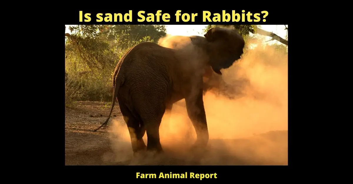 Is sand Safe for Rabbits (2024)? (Clean - Non-Chemical) 2