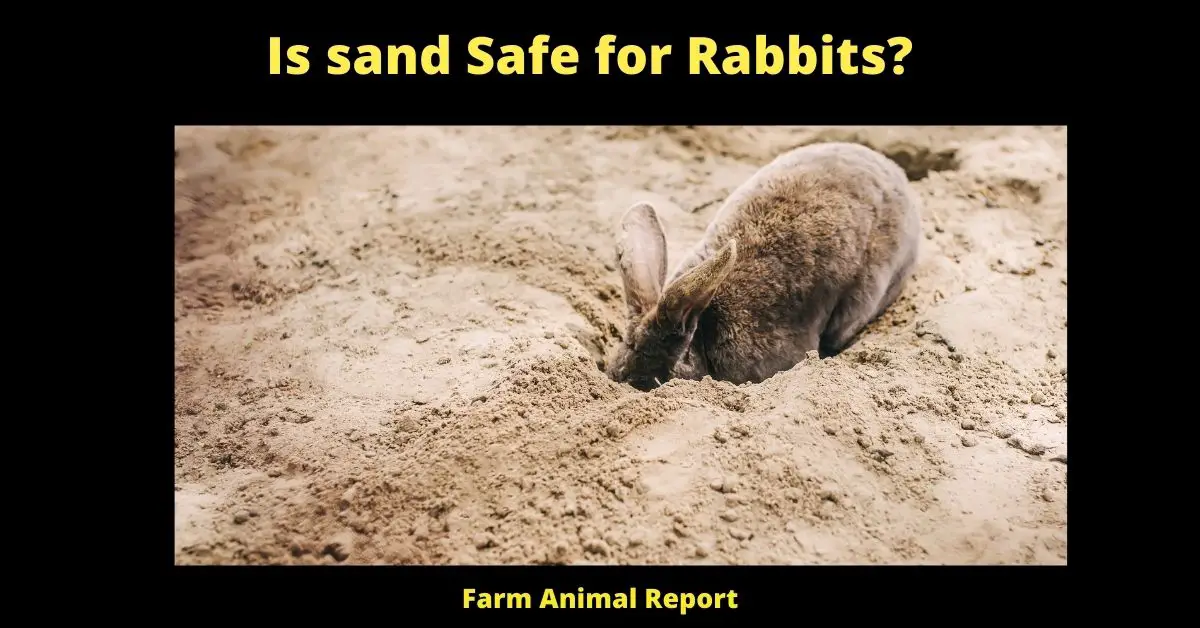 Is sand Safe for Rabbits?