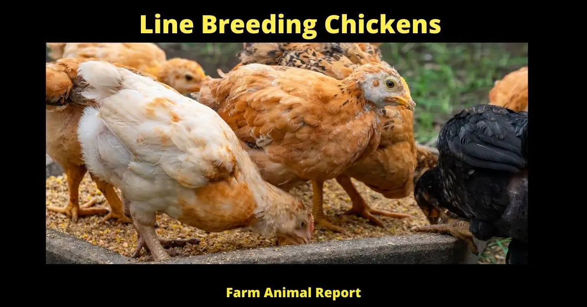 What is Line Breeding Chickens? (Improving Poultry) 1