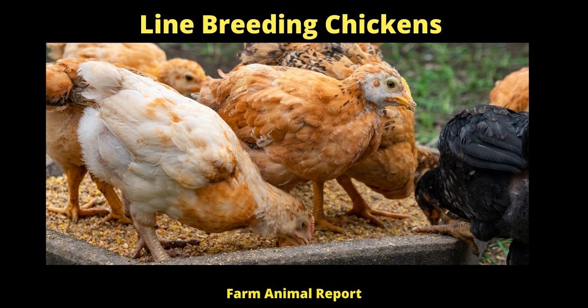 What Is Line Breeding Chickens? (Improving Poultry) 2 What is Line Breeding Chickens? (Improving Poultry) 1