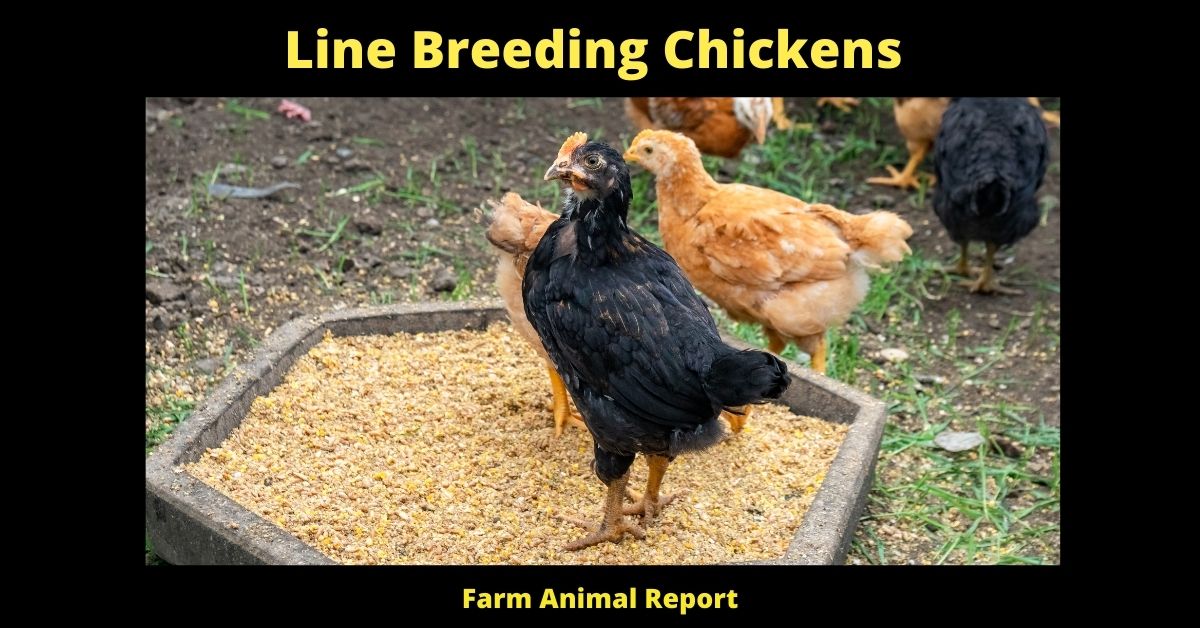 What Is Line Breeding Chickens? (Improving Poultry) 3 What is Line Breeding Chickens? (Improving Poultry) 2