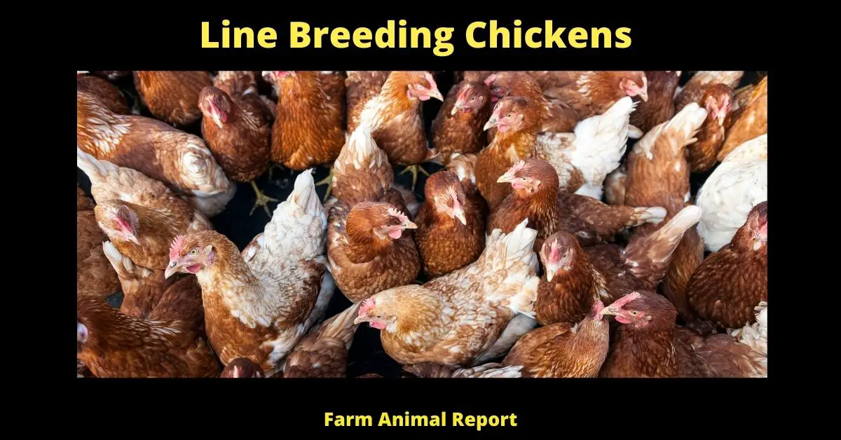 What is Line Breeding Chickens? (Improving Poultry) 3
