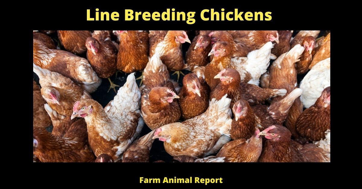 What Is Line Breeding Chickens? (Improving Poultry) 4 What is Line Breeding Chickens? (Improving Poultry) 3