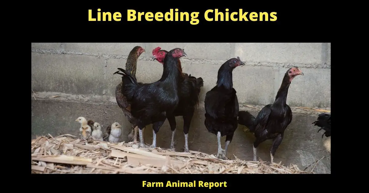 Line Breeding Chickens