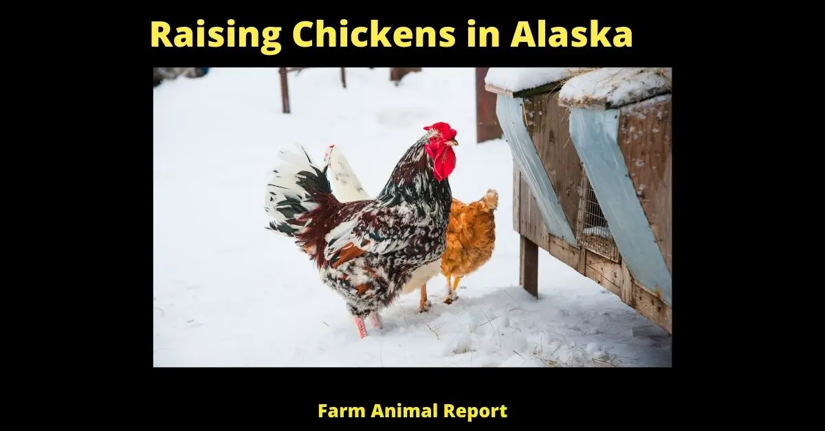 Raising Chickens in Alaska (Cold Weather Breeds) 1