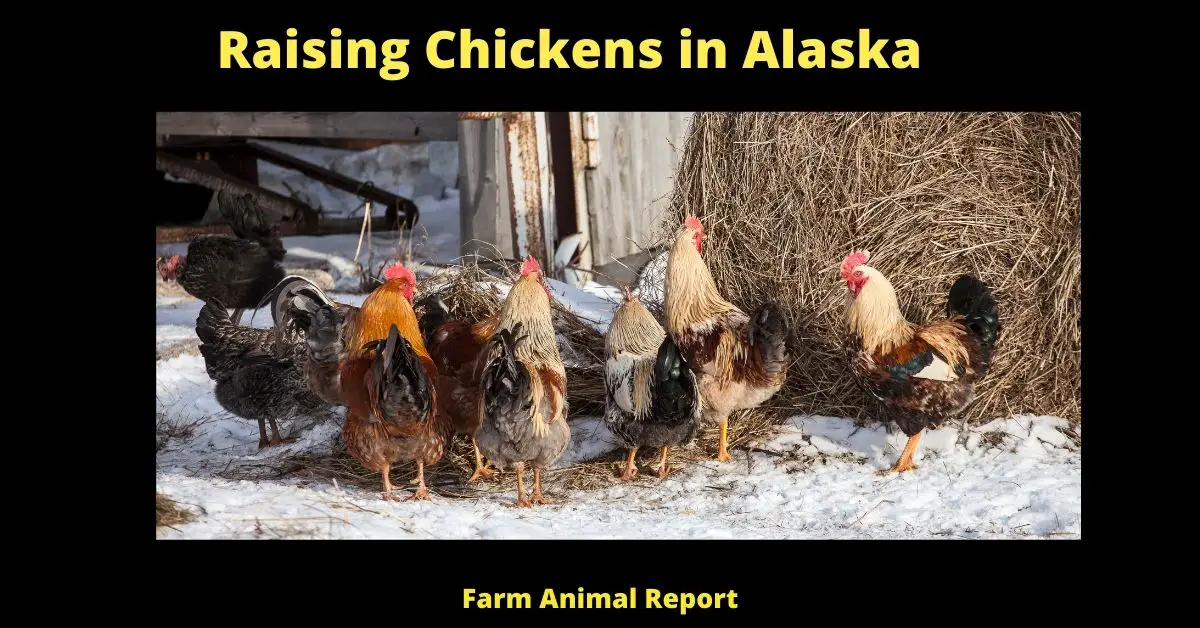 Raising Chickens in Alaska (Cold Weather Breeds) 3