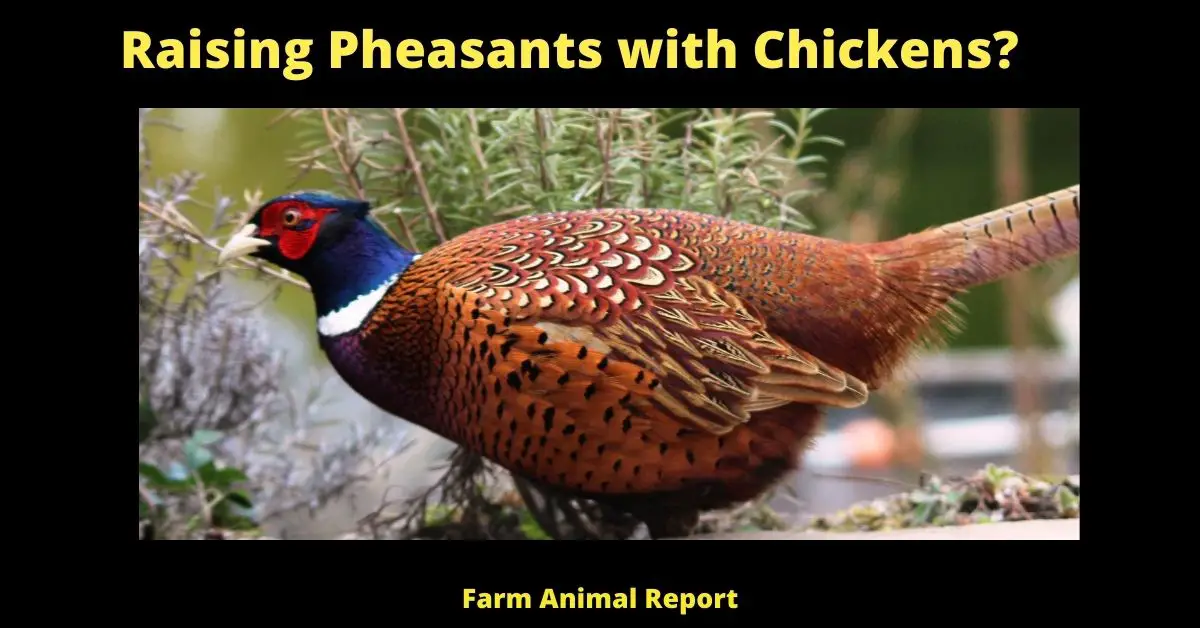 5 Benefits: Can Pheasants Live with Chickens (2023)? 1