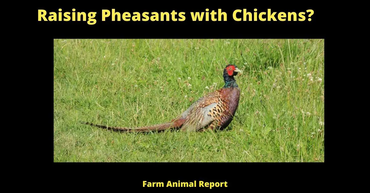 5 Benefits: Can Pheasants Live with Chickens (2023)? 2