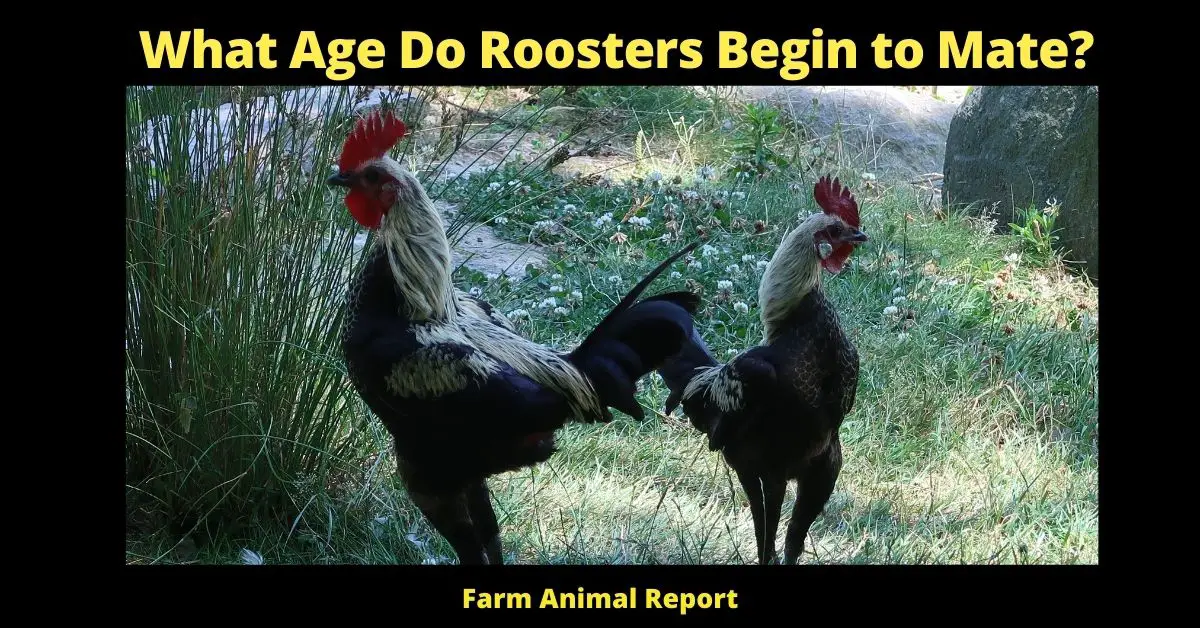 What Age Do Roosters Begin to Mate? 1