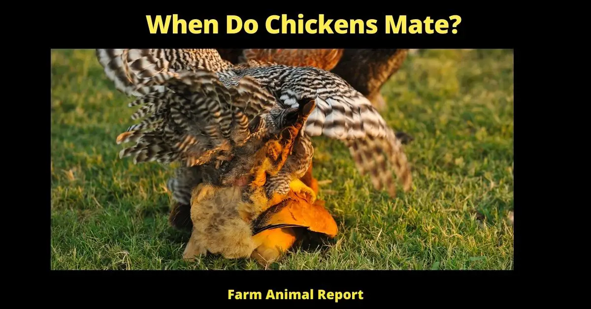 When Do Chickens Mate? 1