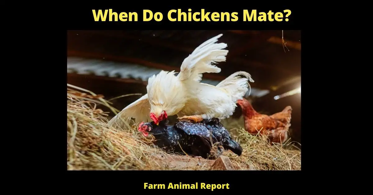 When Do Chickens Mate? 2