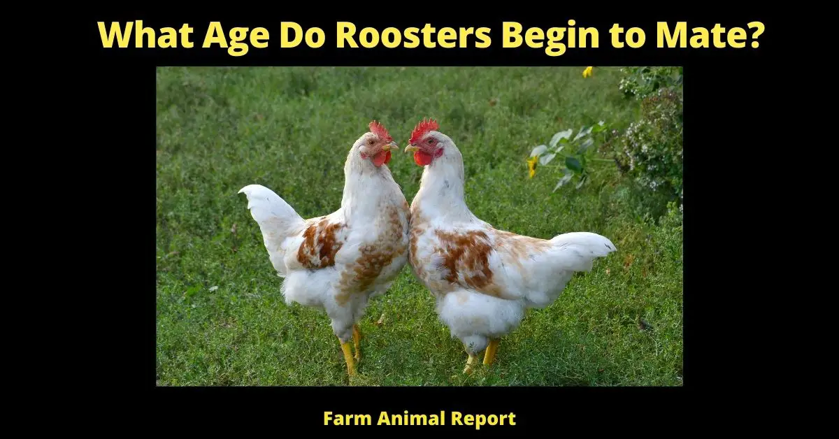 What Age Do Roosters Begin to Mate?