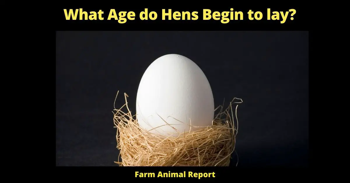 What Age do Hens Begin to lay