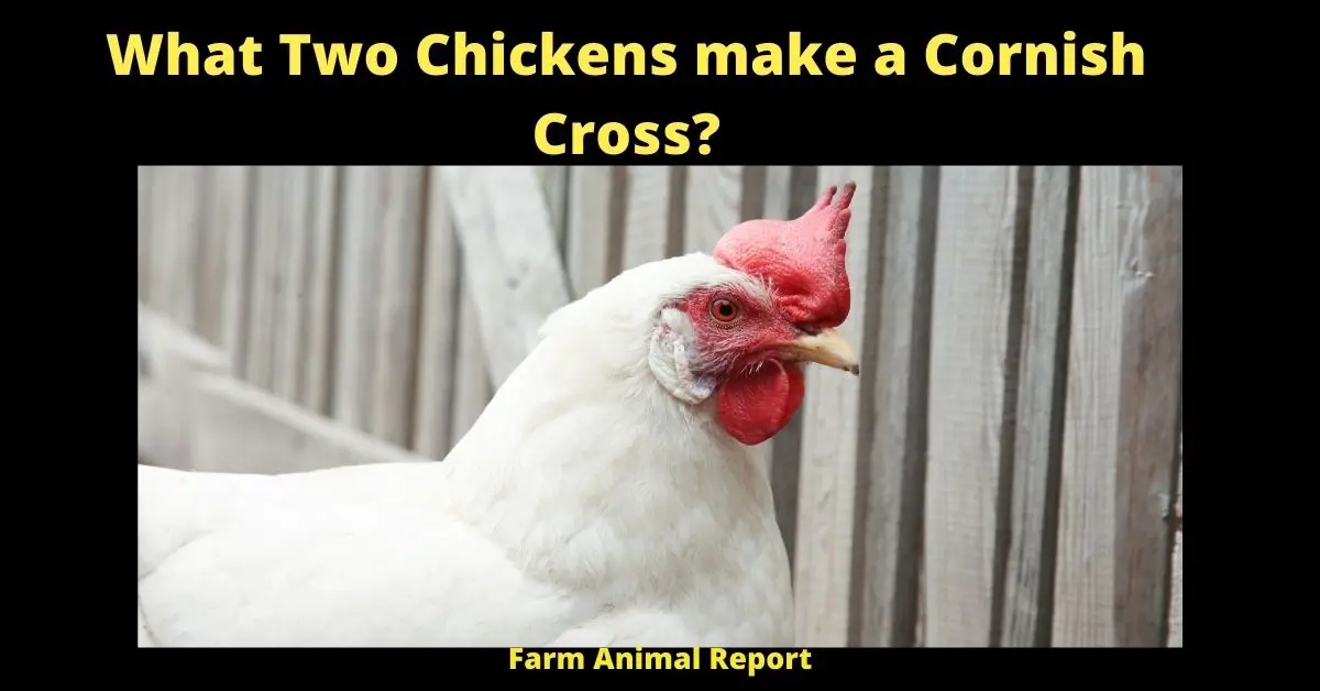 What Two Chickens make a Cornish Cross? 1