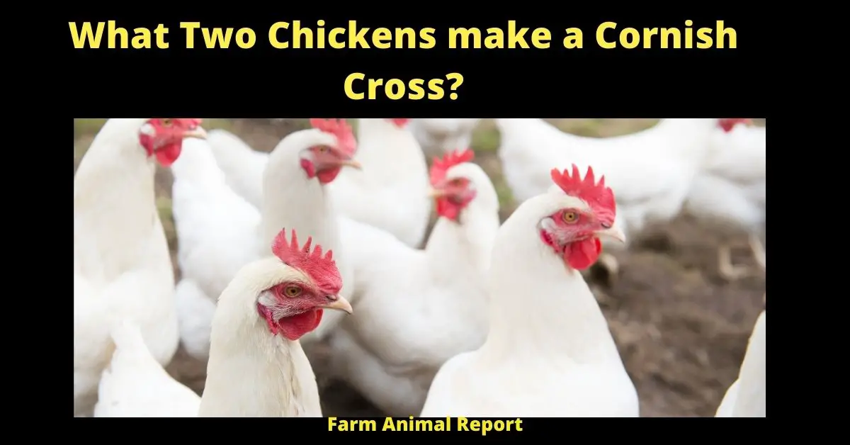 What Two Chickens make a Cornish Cross?