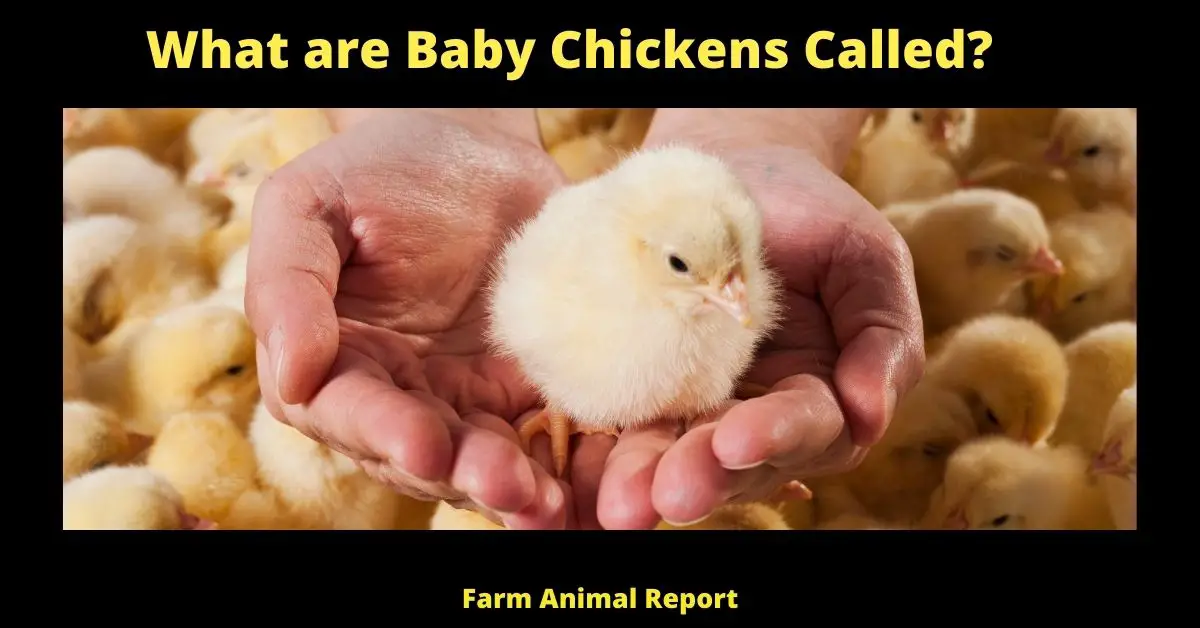 What is a Young Female Chicken Called (2023) | Chicken | Called | Baby Chickens | Chicks Hen 1