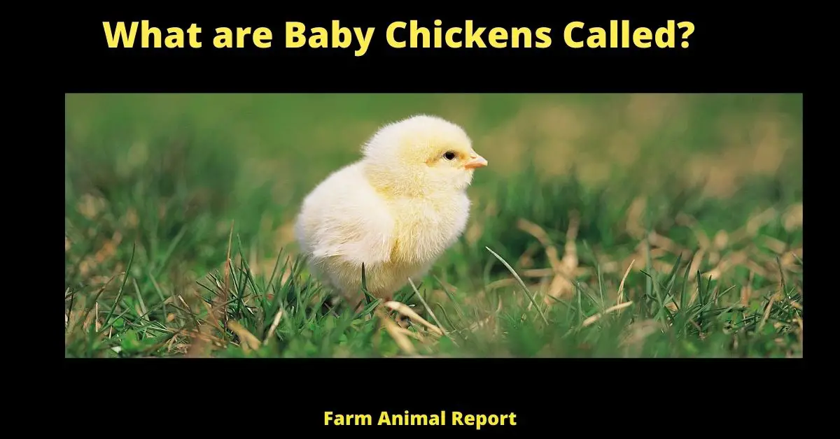 What is a Young Female Chicken Called (2023) | Chicken | Called | Baby Chickens | Chicks Hen 3