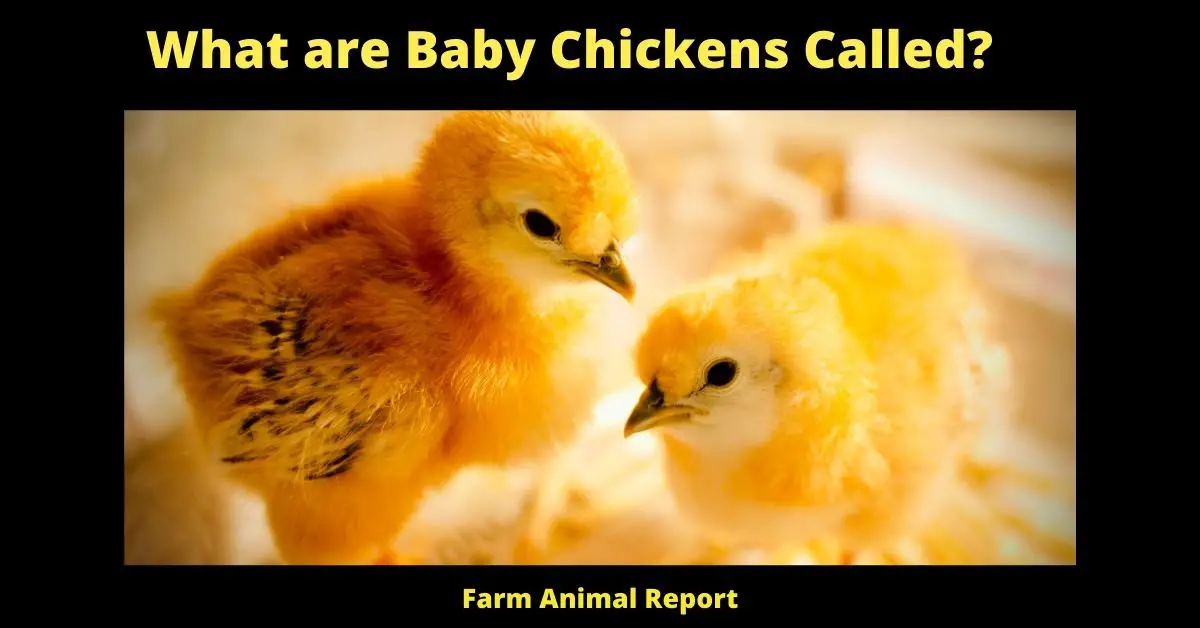 What is a Young Female Chicken Called (2023) | Chicken | Called | Baby Chickens | Chicks Hen 4
