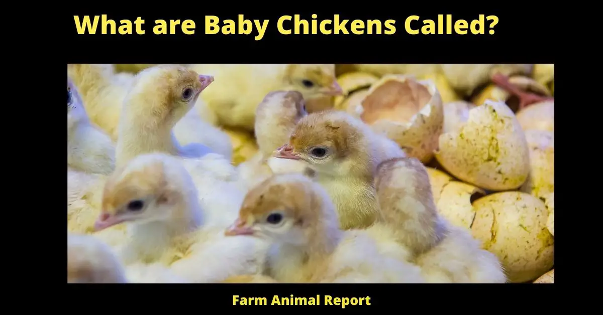 What are Baby Chickens Called?