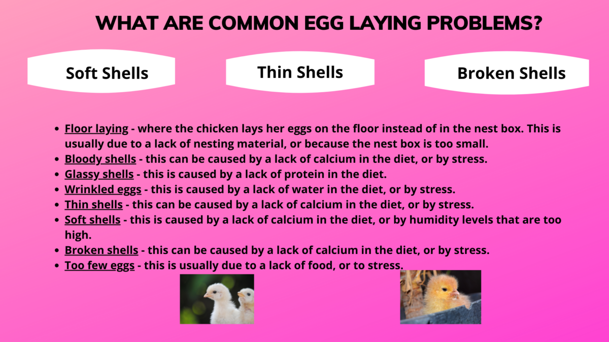 5 Factors: How Long do Chickens Lay Eggs? The Surprising Truth About Egg Production 1