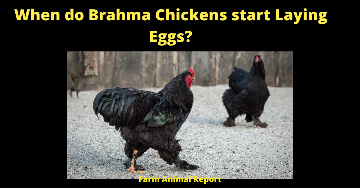 When do Brahmas Start Laying | Brahma 1