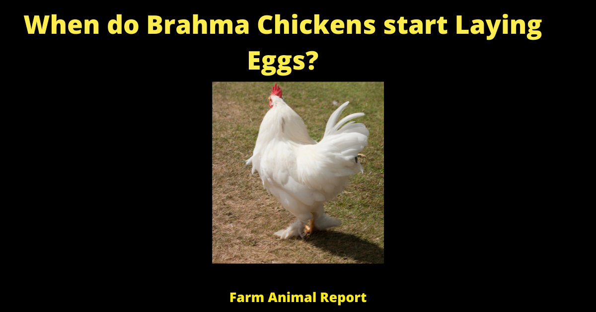 When do Brahmas Start Laying (2023) | Brahma 2